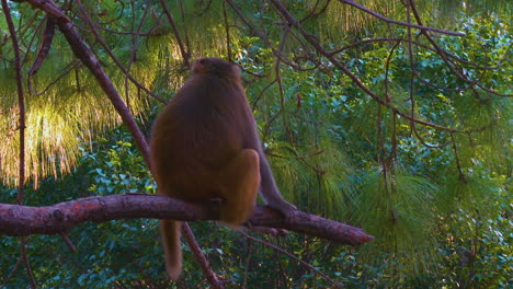 A-monkey-is-sitting-on-the-branch-of-a-pine-tree,-watching-to-the-camera