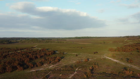 Toma-Aérea-De-Nuevos-Ponis-Forestales-En-El-Reino-Unido-Al-Atardecer