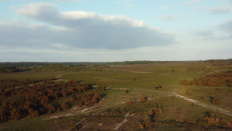disparo aéreo de nuevos ponies forestales en el reino unido al atardecer