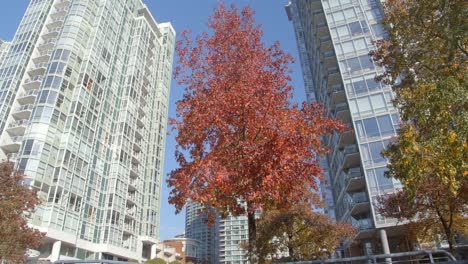 vancouver, canada - tall buildings and trees showcasing their autumn colors in the urban setting - low angle shot