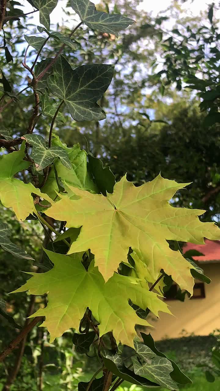 Vibrant Maple and Ivy Leaves Transitioning