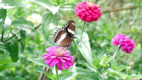 Las-Mariposas-Se-Posan-En-Una-Hermosa-Flor-Rosa