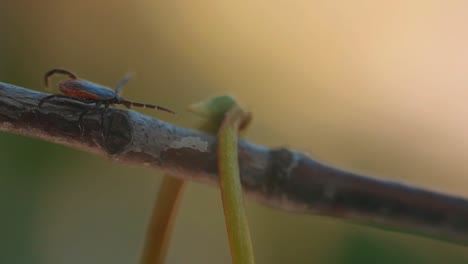 detailed-close-up-of-a-tick-perched-on-a-branch,-showcasing-its-dark-brown-body-and-reddish-orange-markings