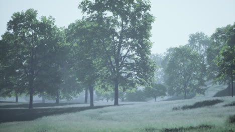 the green mapple leaves in the summer