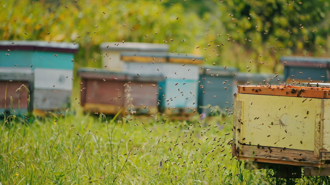 Air in the little apiary filled with numerous bees that were disturbed. Bee swarm flying around the bee farm. Blurred backdrop.