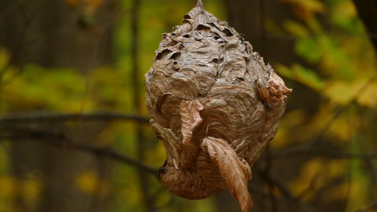 un nido de avispas de papel colgando en un bosque de árboles de arce canadiense