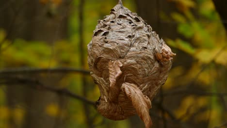 a paper wasp nest hanging in a canadian maple tree forest