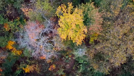 an aerial view directly above colorful trees on a sunny day in autumn