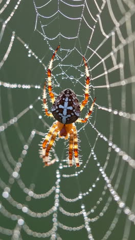 araña en una red cubierta de rocío