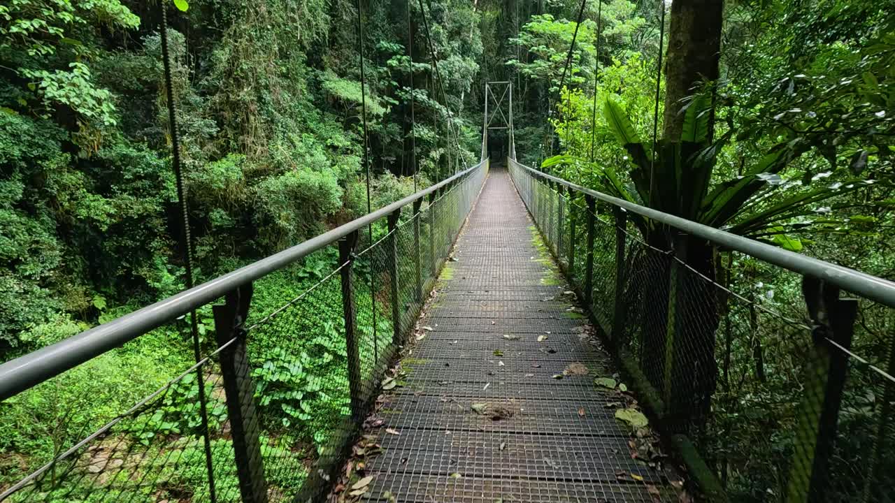 A serene walk across a suspension bridge in Dorrigo's lush rainforest, captured in slow motion with vibrant greenery