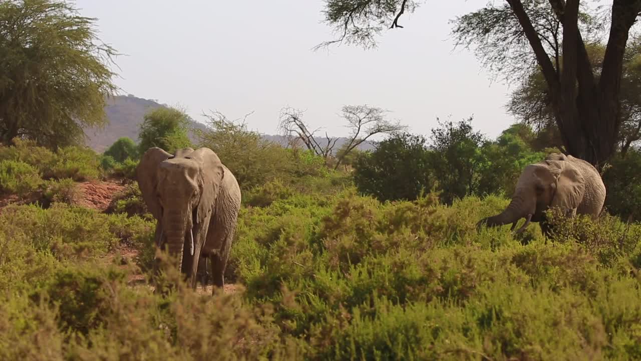 dos hermosos elefantes africanos caminando lenta y pacíficamente a lo largo de árboles y arbustos verdes en la sabana del serengeti en un día caluroso y seco de verano