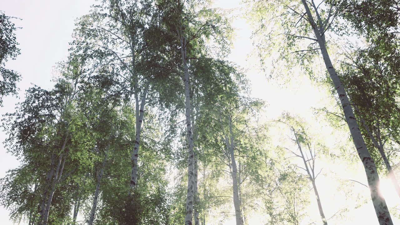 Sunlit Forest Scene with Birch Trees