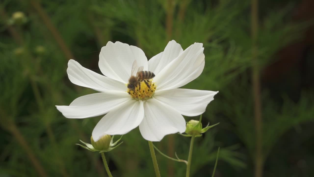 abeja en flor zinnia elegans