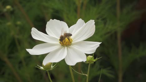 bee on zinnia elegans flower