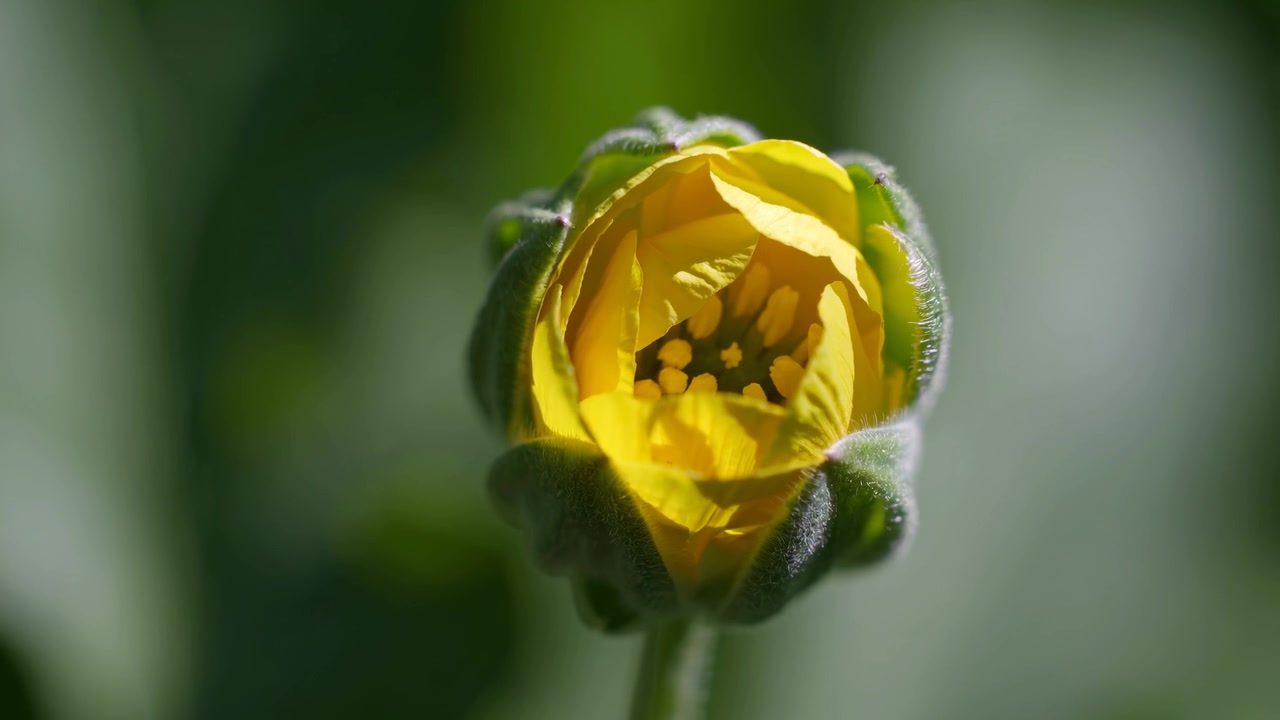 Timelapse af en gul blomsterknop, der åbner sig