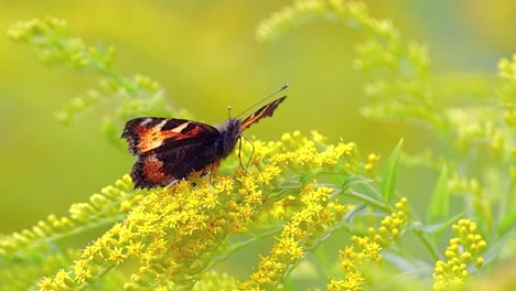 Kleiner-Fuchsschmetterling-(Aglais-Urticae,-Nymphalis-Urticae)-Ist-Ein-Farbenfroher-Eurasischer-Schmetterling-Aus-Der-Familie-Der-Nymphalidae.-Es-Ist-Ein-Mittelgroßer-Schmetterling,-Der-Hauptsächlich-Rötlich-orangefarben-Ist.