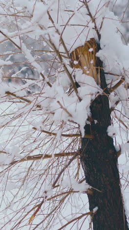camera moves along little tree with thin branches against snowy park and narrow asphalt road covered with slush closeup