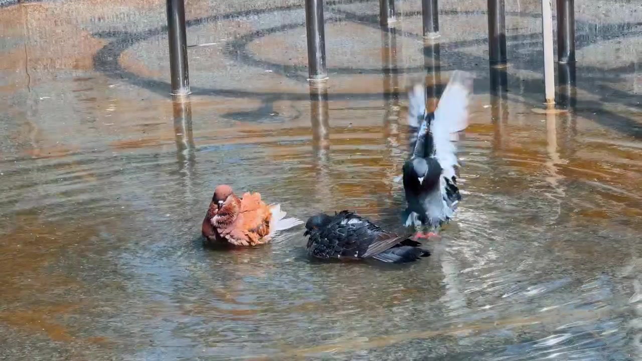 Due piccioni che si bagnano e schizzano in una fontana con acqua bassa. Piccioni grigio scuro e arancioni si lavano nella vasca della fontana, creando movimento e spruzzi d'acqua sotto la luce del giorno.