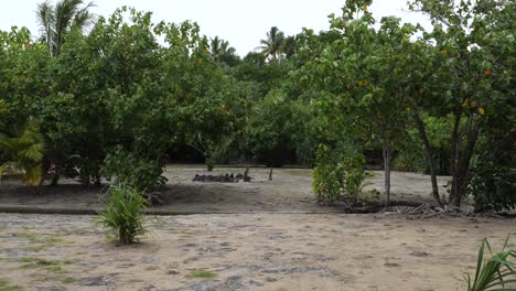 landscape around taputapuatea marae, raiatea, society islands, french polynesia.