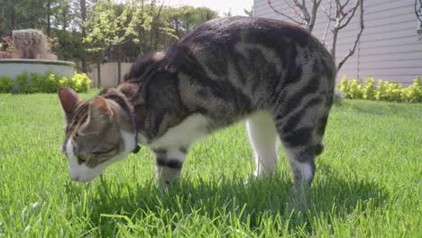 one front leg amputated cat sniffing grasses in the garden