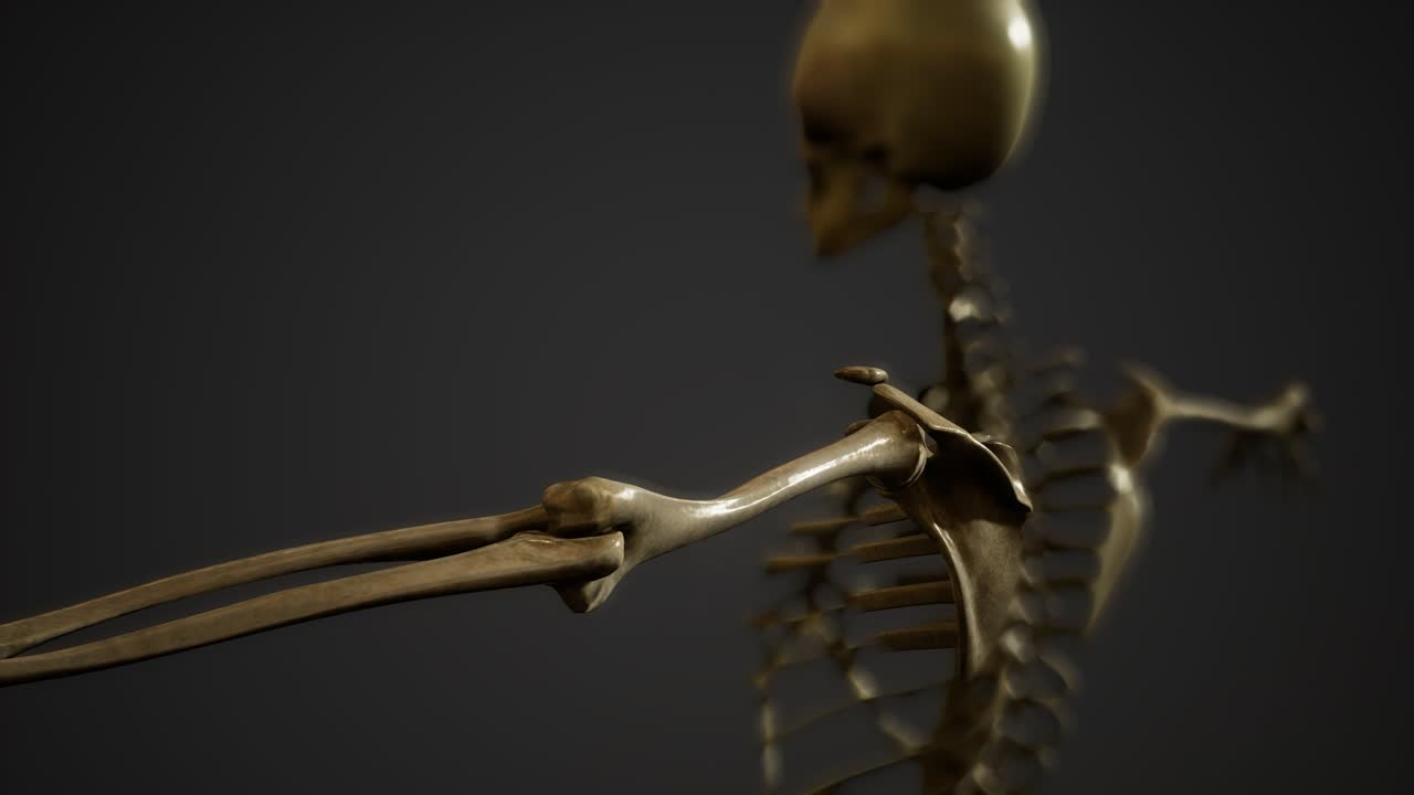 인간의 골격의  ⁇