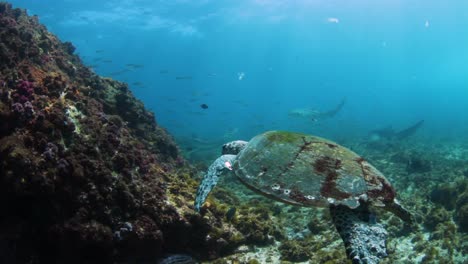 Hawksbill-turtle-swimming-in-tropical-waters