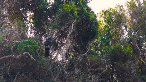 Black-crow-standing-on-a-dry-branch-under-green-vegetation-and-looking-around-carefully