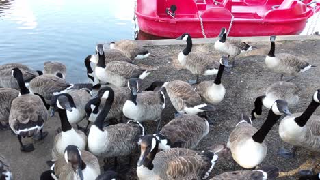 una bandada de gansos canadienses, branta canadensis comiendo mientras son alimentados por turistas locales y extranjeros en un parque local en mote park, reino unido