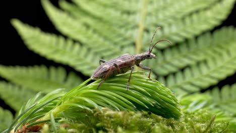 a two-banded longhorn beetle perching on green foliage in forest then fly away