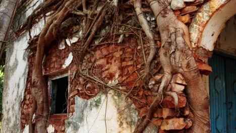 Tiro-Inclinado-Hacia-Arriba-De-Un-árbol-Cultivado-En-Una-Antigua-Casa-En-Ruinas,-Paraguay