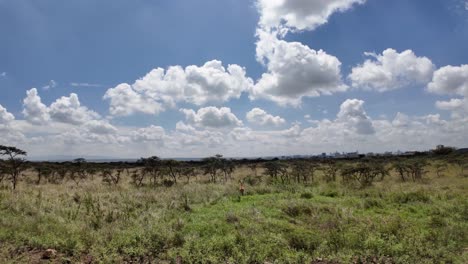 Un-Ciervo-Solitario-Caminando-Hacia-La-Sabana