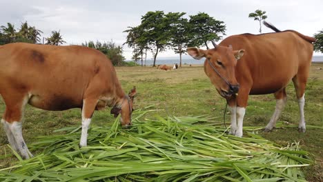 Banteng,-Ganado-Asiático-De-Indonesia,-Vacas-Marrones-Pastando,-Comer-Hierba-En-Campos-Verdes-Agrícolas,-Pradera-En-Bali,-Playa-Saba,-Animales-Pacíficos