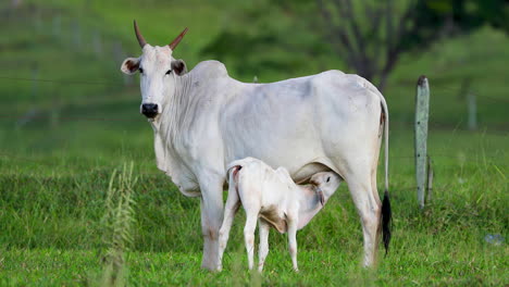 Calf-suckling-on-cow-in-green-pasture
