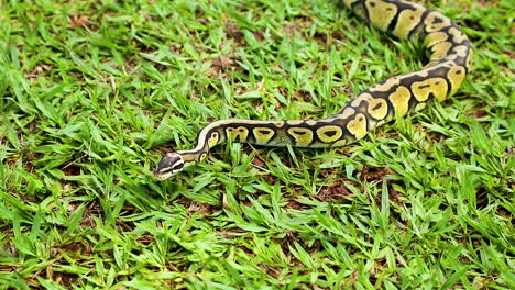 Echte-Python-Beim-Sonnenbaden-Auf-Dem-Rasen