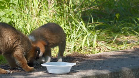 mixed breed homeless puppy dog