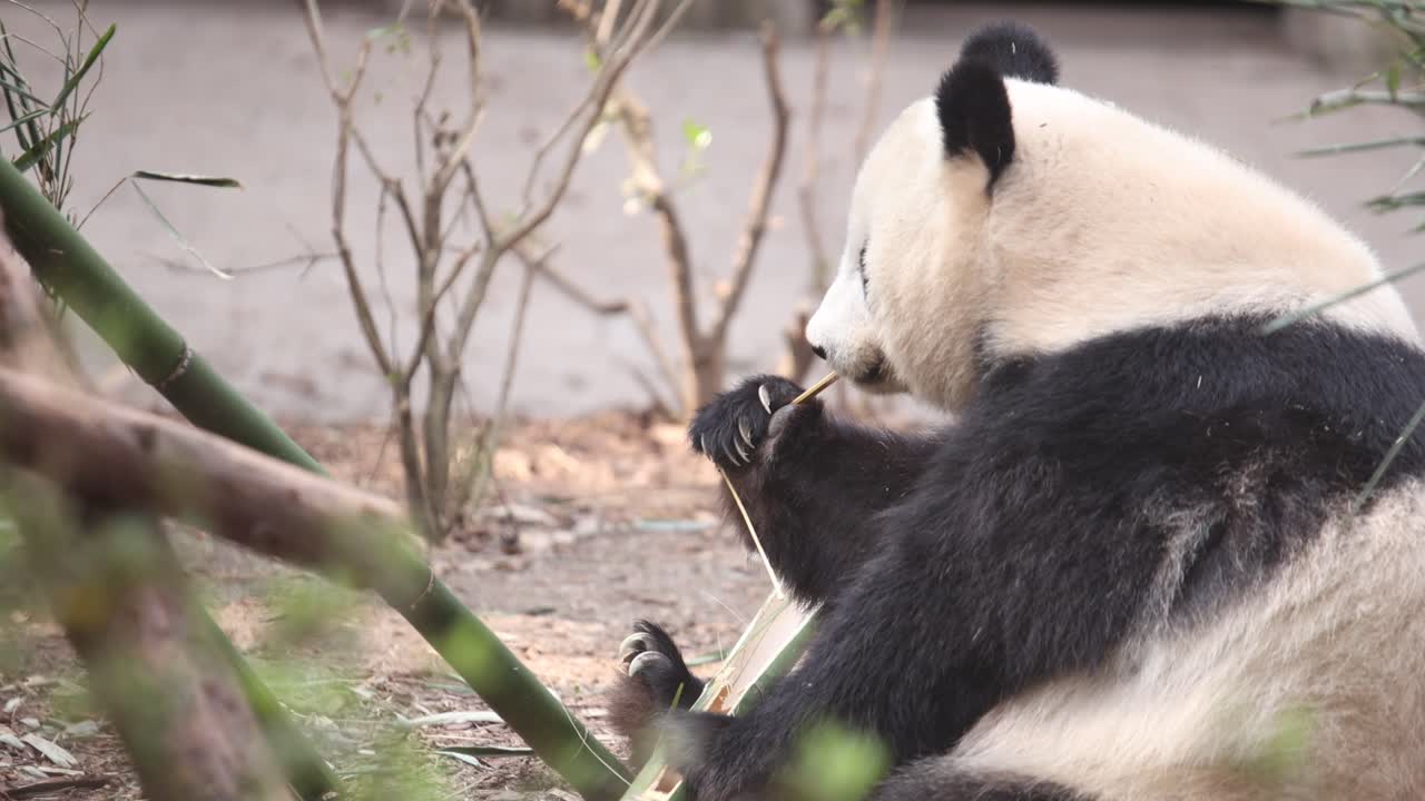 un panda se sienta tranquilamente en un hábitat natural al aire libre, disfrutando de un brote de bambú mientras mastica