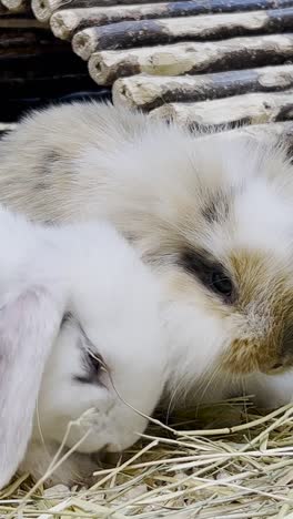 two fluffy rabbits cuddling on hay