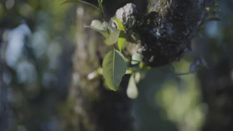 Soft-Focus-Close-up-Pan-of-green-leaf-swaying-in-wind