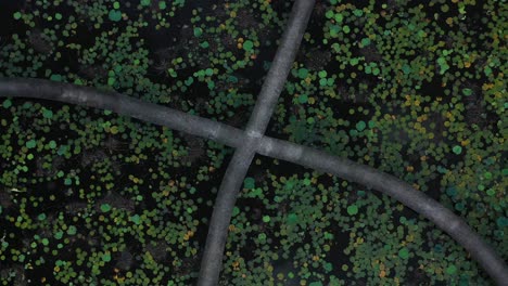 top down slow rotation aerial view of pathway through a pond of water lilies in the mekong delta vietnam