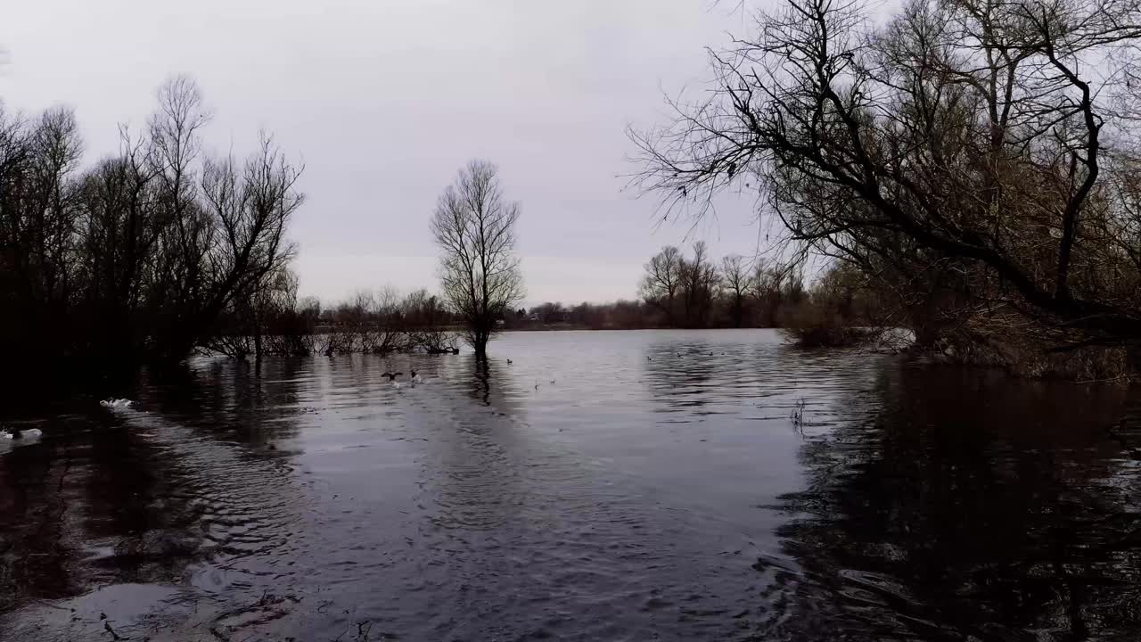 Ripresa drone veloce e bassa di alberi nell'acqua e uccelli in volo