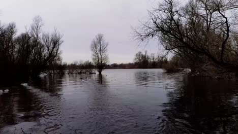 fast low drone shot of trees in water and birds flying of