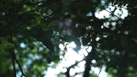 Sunshine-through-leaves-lens-flare-in-Bialowieza-Forest,-Poland