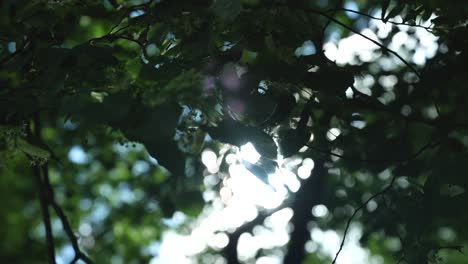 sunshine through leaves lens flare in bialowieza forest, poland