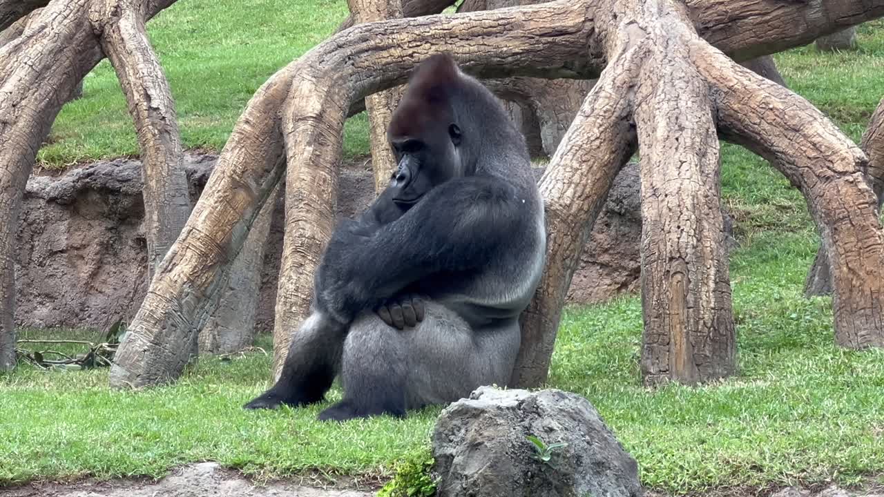 Vista ravvicinata media di un gorilla maschio dal dorso argentato seduto con le braccia incrociate, appoggiando la schiena a un albero. 4K.