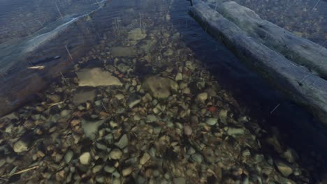 Clear Water Riverbed with Fish and Logs