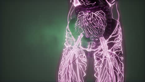 Human-Body-with-Glow-Blood-Vessels