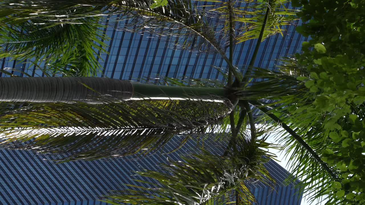 video vertical: mira hacia arriba de la palmera en un día soleado contra los rascacielos