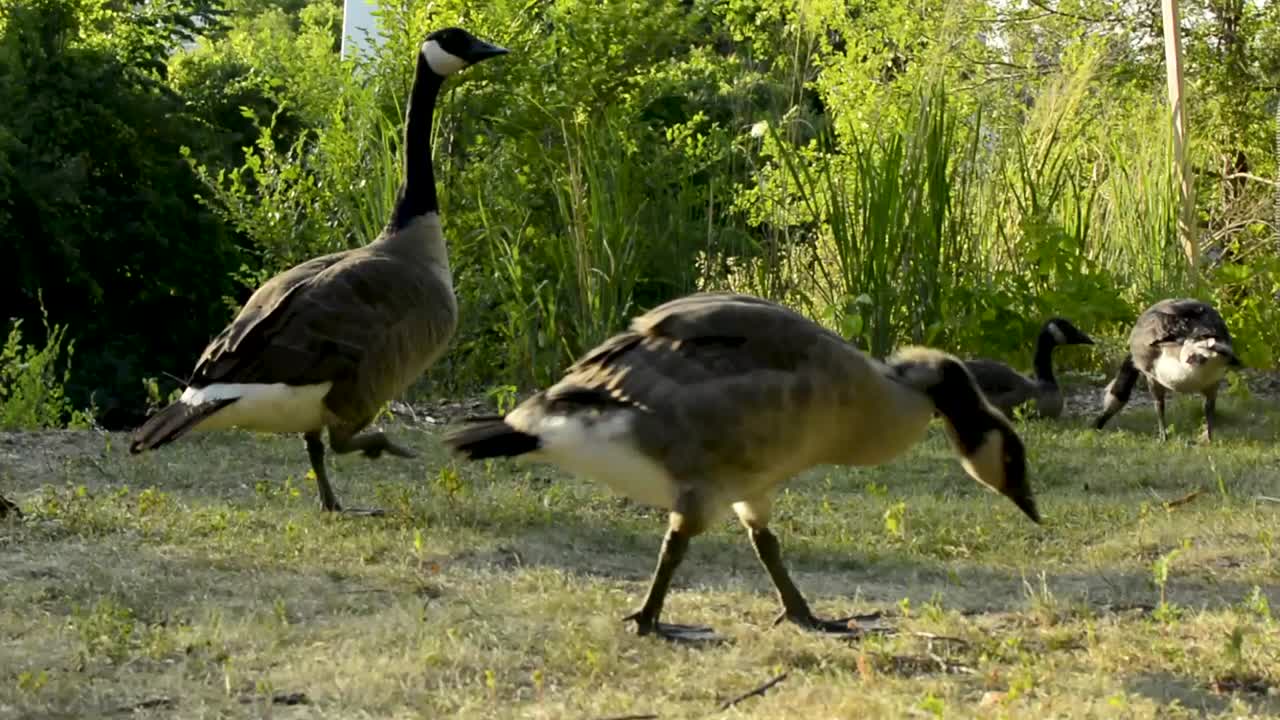 호수 근처를 걷고 있는 캐나다 기러기의 아름다운 중간 클로즈업 샷