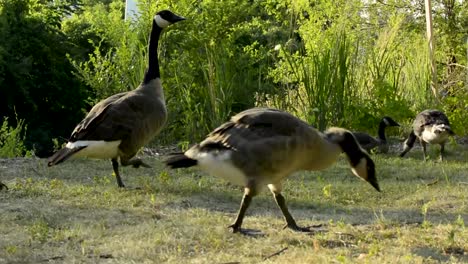 Beautiful-medium-close-up-shot-of-Canadian-geese-walking-near-a-lake