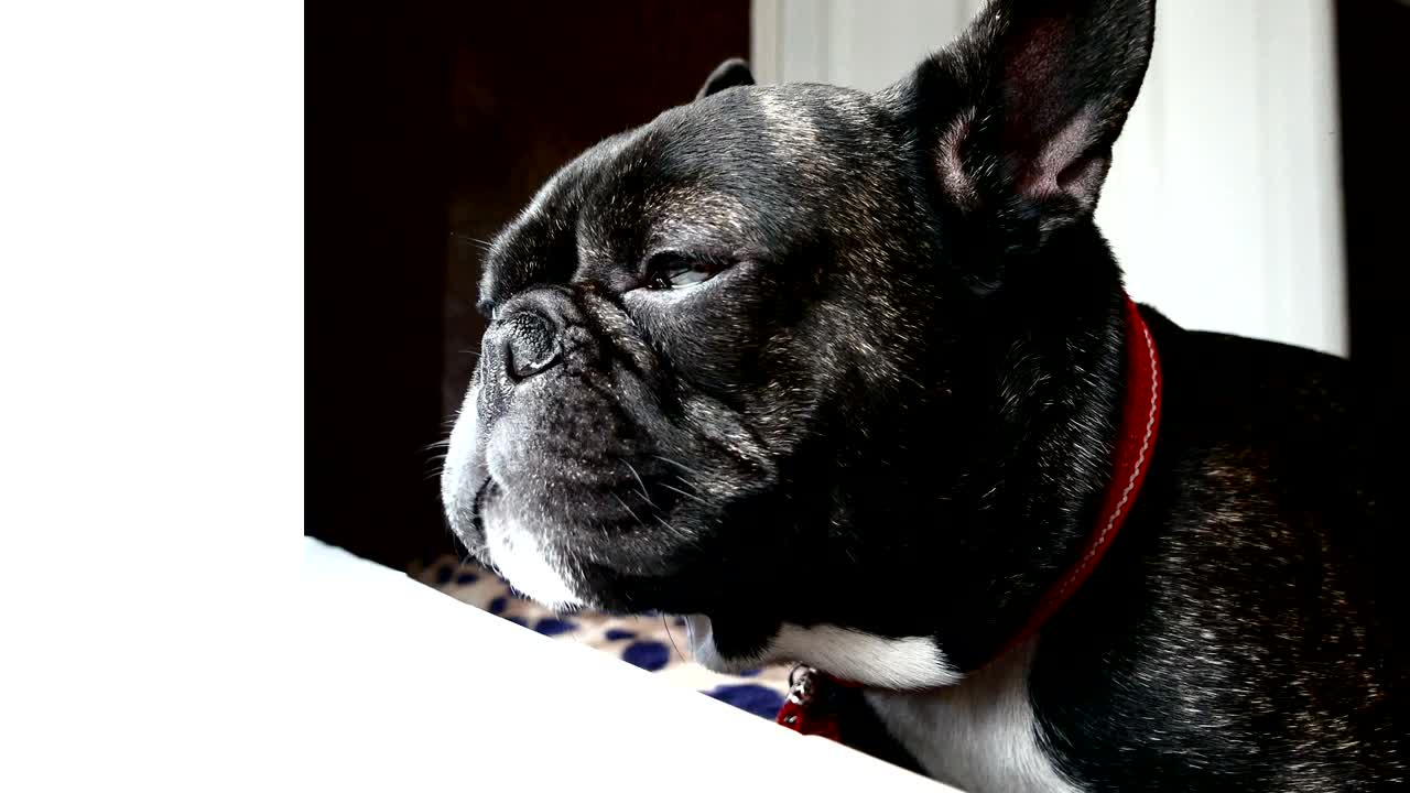 개 품종 프랑스 불도그 슬픈 울부음